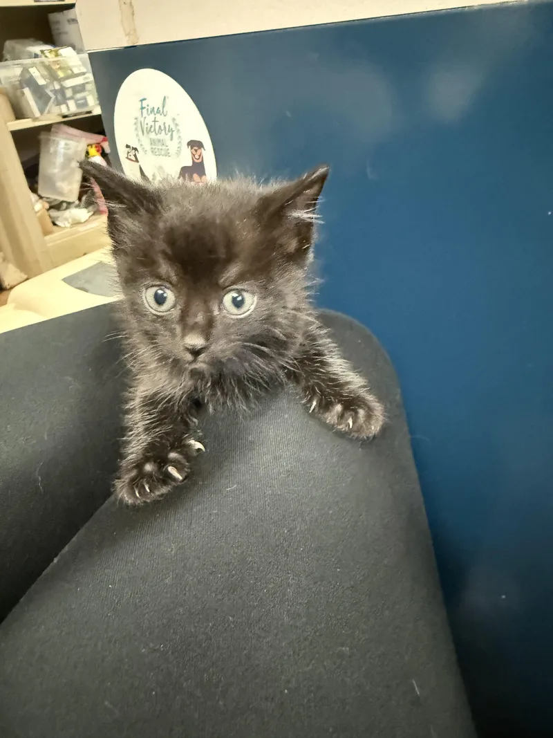 A baby medium-sized male Black Domestic Short Hair cat named Mommy's Boy for adoption in Columbia, SC