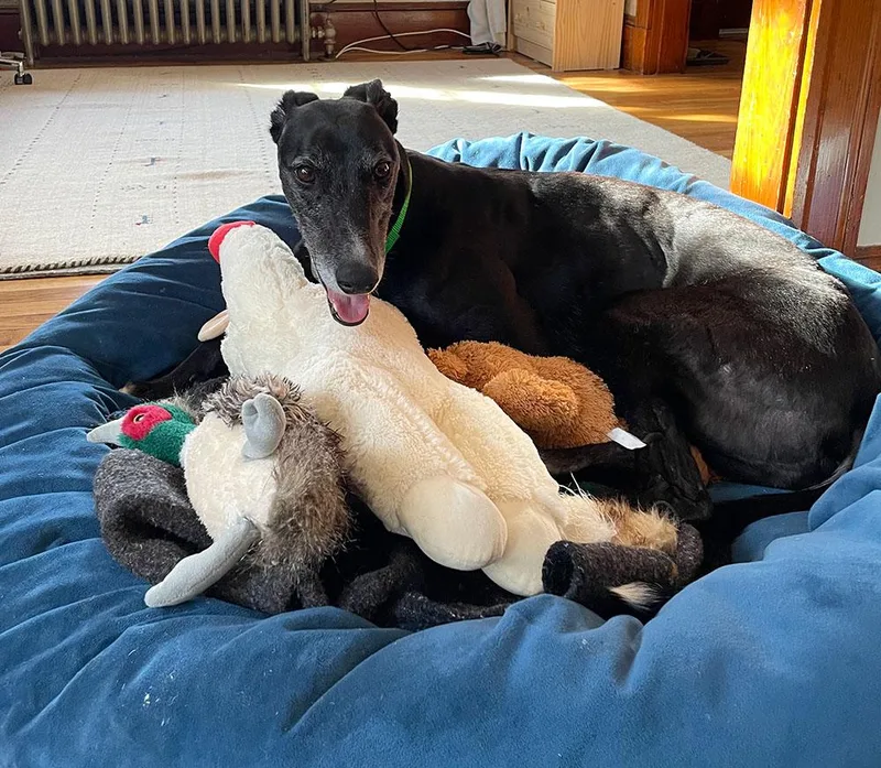 An adult medium-sized female Black Greyhound dog named Rua for adoption in Ware, MA