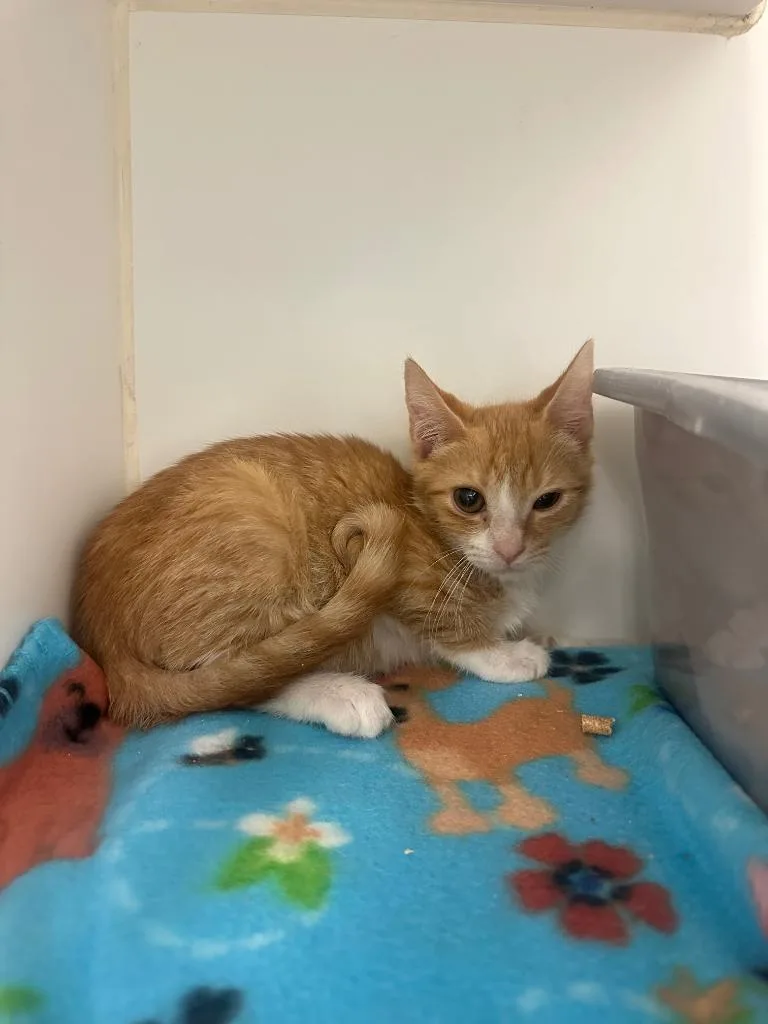 A baby small-sized male Domestic Short Hair cat named Cheetah for adoption in Johnson City, TN
