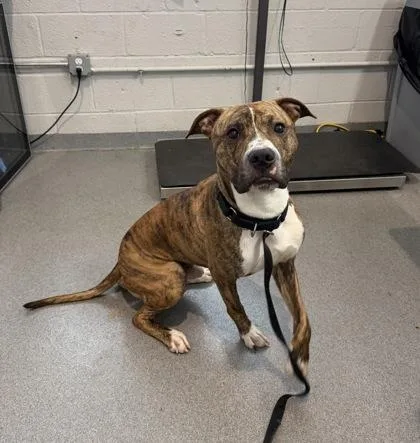 An adult medium-sized male Mixed Breed dog named Charles Olivera for adoption in West Chester, PA