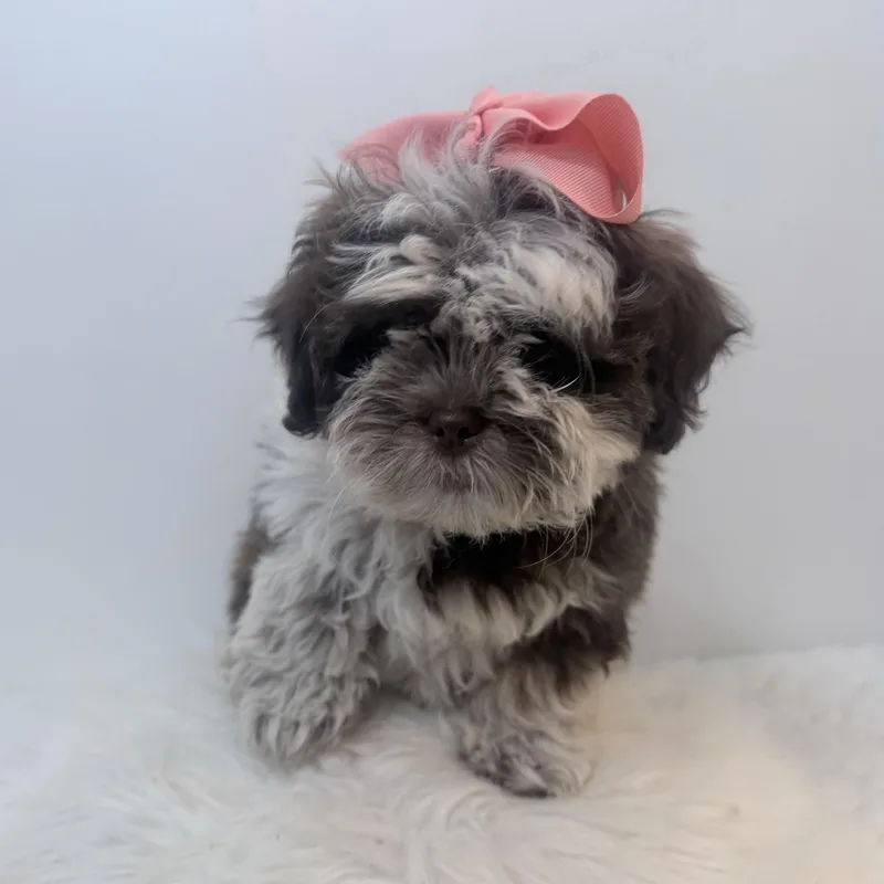 A baby small-sized female Shih poo dog named Cookies n cream for adoption in Wrightstown, NJ