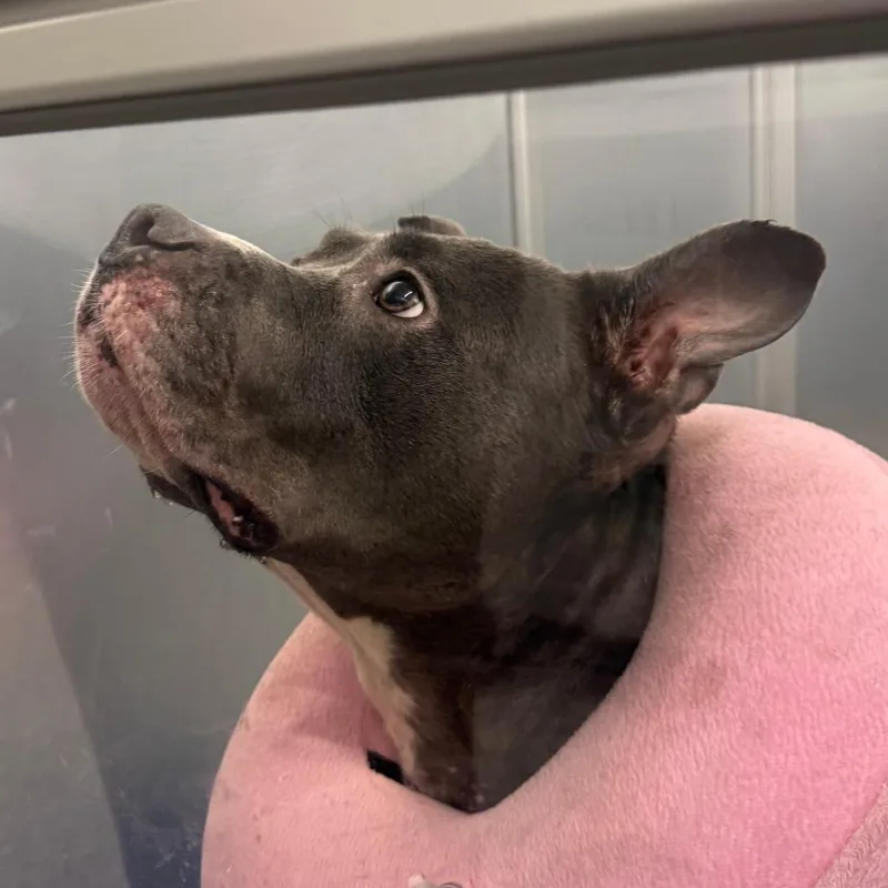 An adult large-sized female Gray / Blue / Silver Mixed Breed dog named Diet Coke for adoption in Mentor, OH
