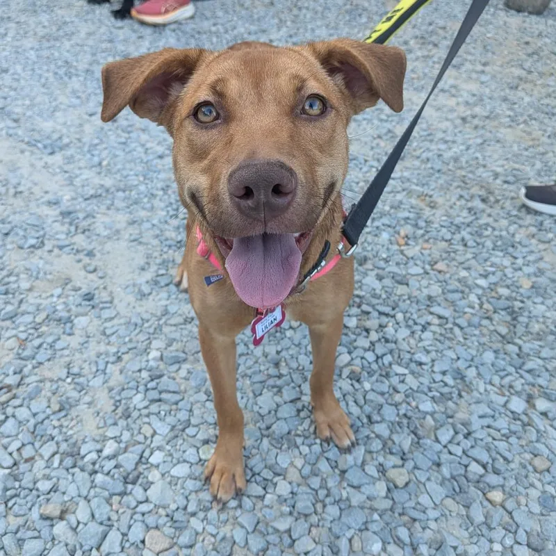 A young medium-sized female Labrador Retriever dog named Lilian for adoption in Wake Forest, NC