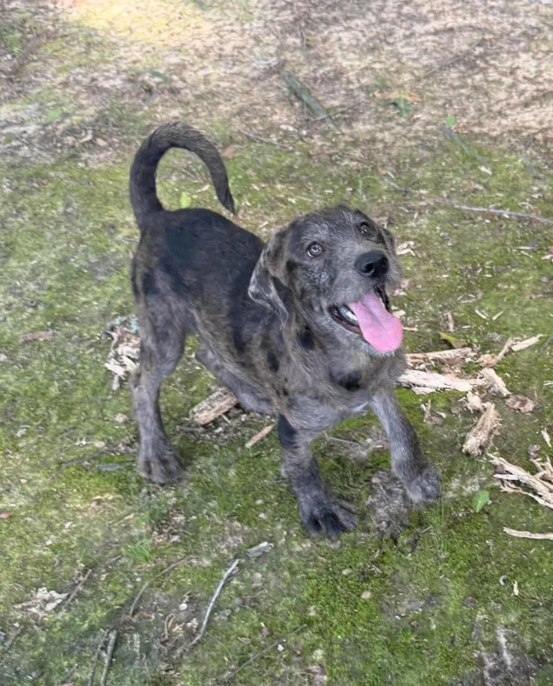 A baby medium-sized female Mixed Breed dog named Petunia for adoption in Northwood, NH