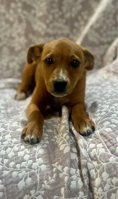A young medium-sized female Hound dog named Karma  Months Ava for adoption in Sterling, MA