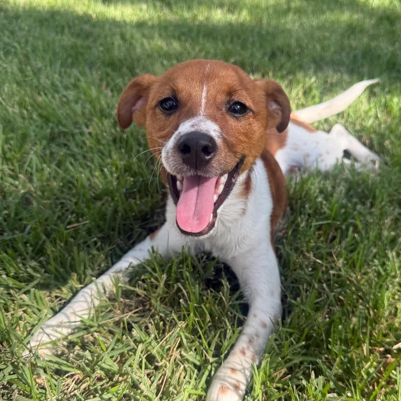 A young small-sized male Jack Russell Terrier dog named NeYo for adoption in San Antonio, TX