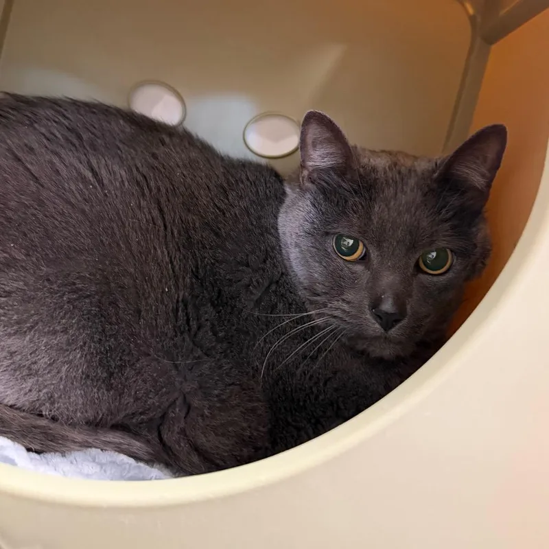 A senior extra large-sized male Gray / Blue / Silver Domestic Short Hair cat named Grayson for adoption in Watertown, NY