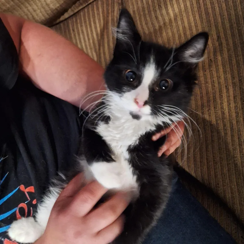 A baby small-sized male Black & White / Tuxedo Domestic Short Hair cat named Cookie Two Step for adoption in Richmond, VA