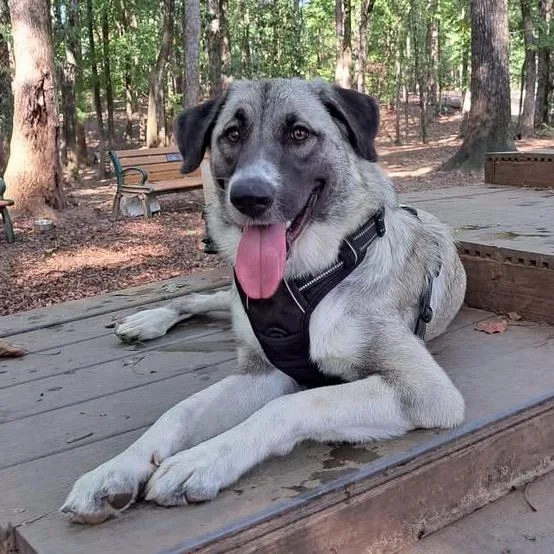 A young medium-sized female White / Cream Great Pyrenees dog named Nala for adoption in Opelika, AL
