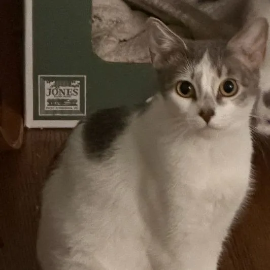 A young small-sized female White Domestic Short Hair cat named London for adoption in Long Beach, CA