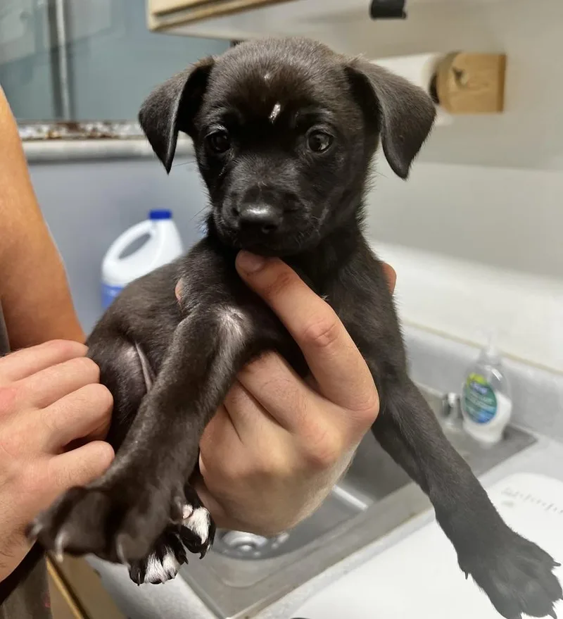 A baby small-sized male Tricolor (Brown, Black, & White) Chihuahua dog named Choco Chip for adoption in Jamestown, CA