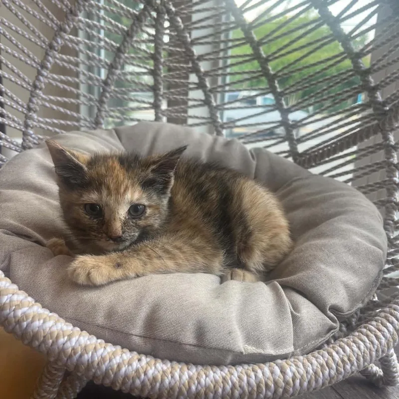 A baby small-sized female Tortoiseshell Domestic Short Hair cat named Sprite for adoption in Pasadena , MD