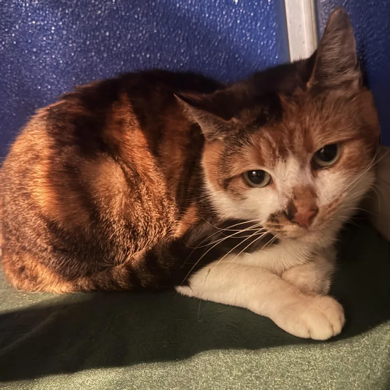 Charlotte thumbnail 3