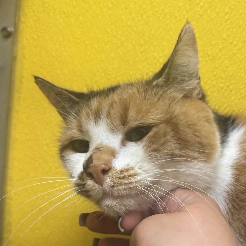 Charlotte thumbnail 4