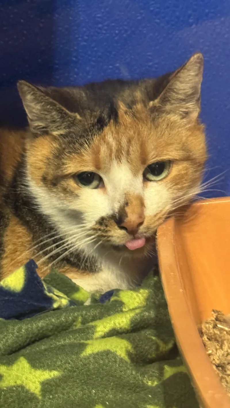 Charlotte thumbnail 5