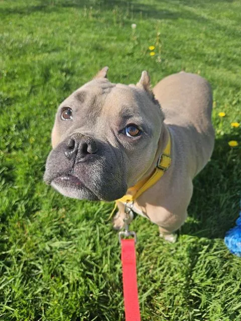 An adult medium-sized female American Bulldog dog named Charlotte for adoption in Methuen, MA