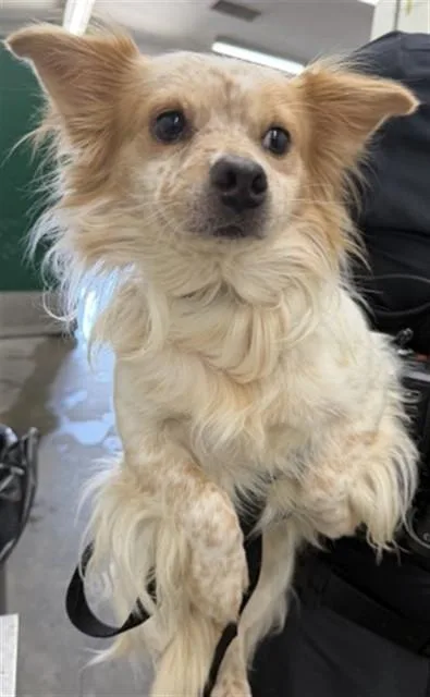 A young small-sized male Chihuahua dog named Benjamin for adoption in San Bernardino, CA