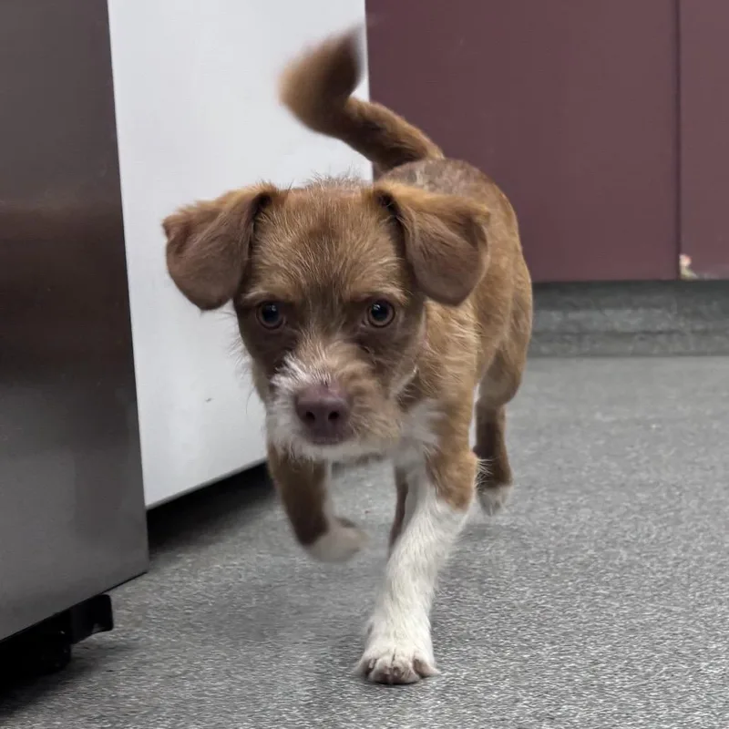 A young small-sized male Brown / Chocolate Terrier dog named Kevin for adoption in Batavia, OH