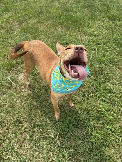 A young medium-sized female Yellow / Tan / Blond / Fawn Mixed Breed dog named Reagan for adoption in Kansas City, MO