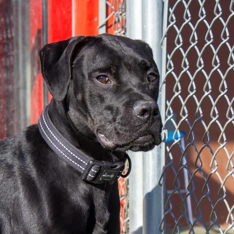 An adult large-sized male Black Labrador Retriever dog named Garrett for adoption in Evansville, IN