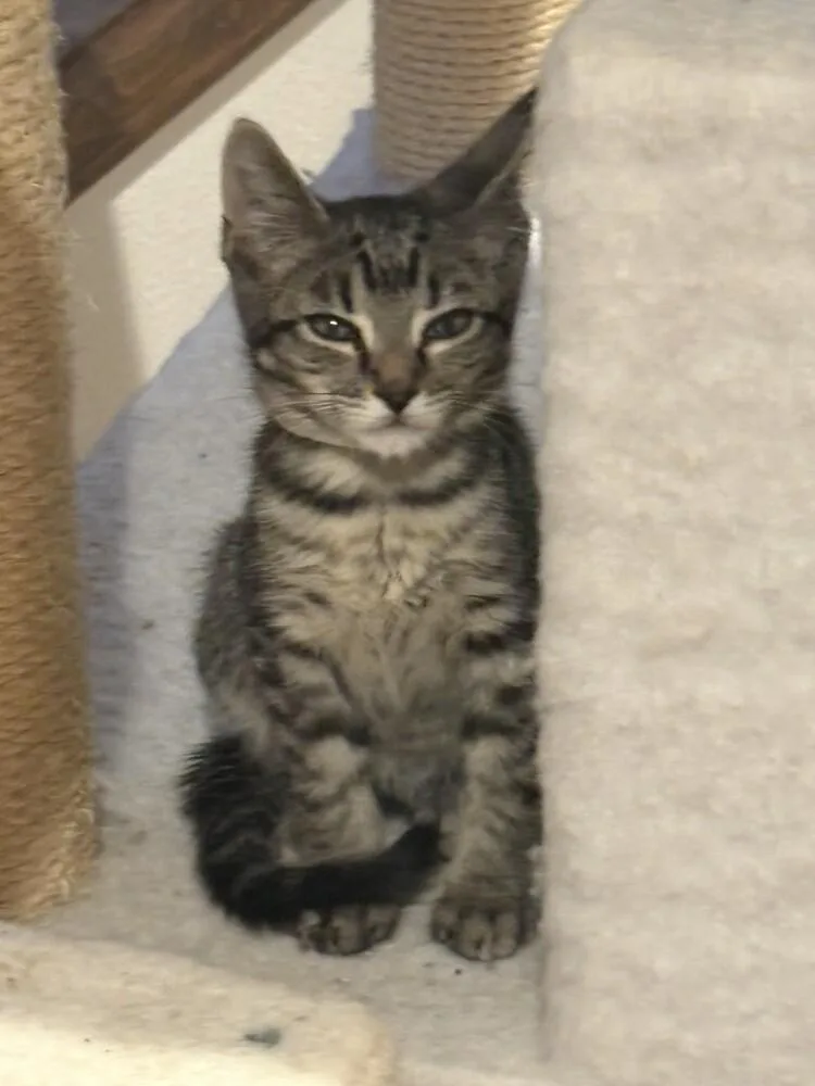 A baby small-sized male Domestic Short Hair cat named Soy Sauce for adoption in Aurora, CO