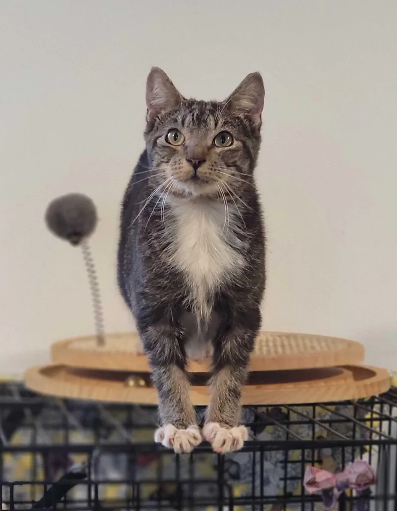 A young medium-sized male Tabby (Brown / Chocolate) Domestic Short Hair cat named Motyl for adoption in Florham Park, NJ