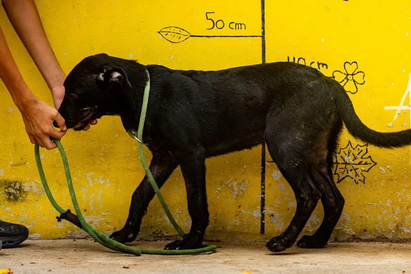 A young medium-sized female Black Labrador Retriever dog named Ebony for adoption in New York, NY