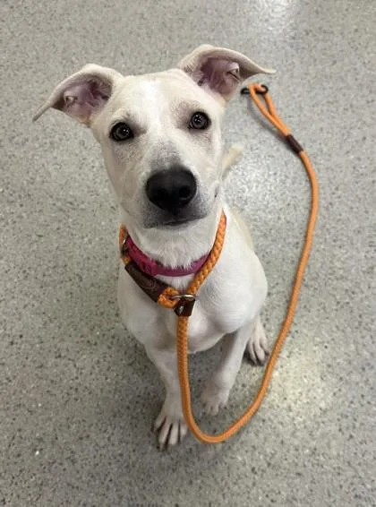 A young medium-sized female Labrador Retriever dog named Canela for adoption in Fishers, IN
