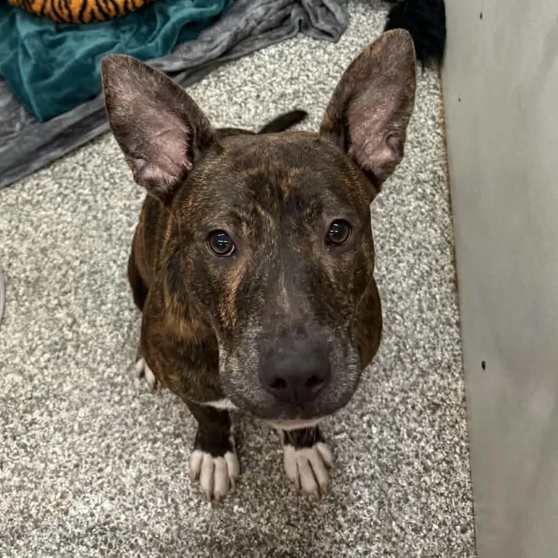 A baby medium-sized male Brindle Black Mouth Cur dog named Rocky road for adoption in Parma, OH
