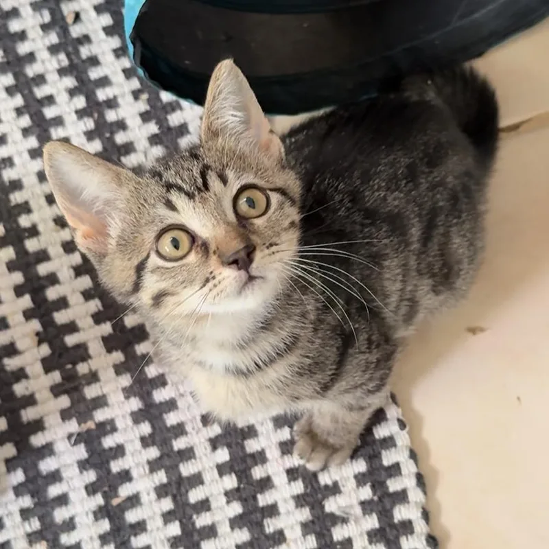 Tammy Lynn thumbnail 2