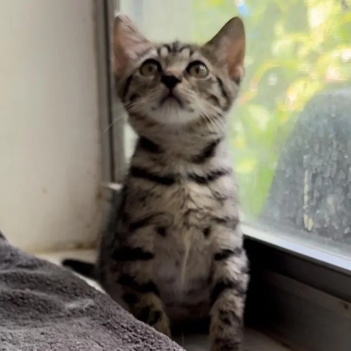 Tammy Lynn thumbnail 3