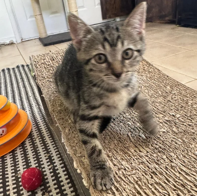 Tammy Lynn thumbnail 4