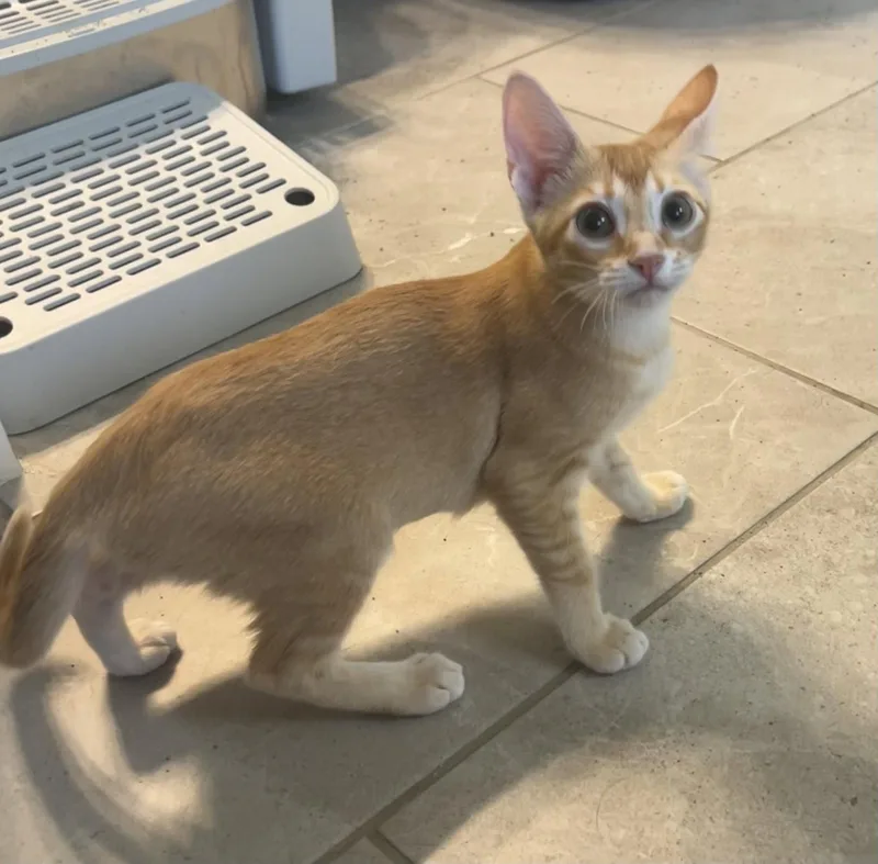 A baby medium-sized female Orange / Red Domestic Short Hair cat named Cheezit for adoption in Plano, TX
