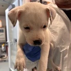 A baby small-sized female Pit Bull Terrier dog named Raisin for adoption in Los Angeles, CA