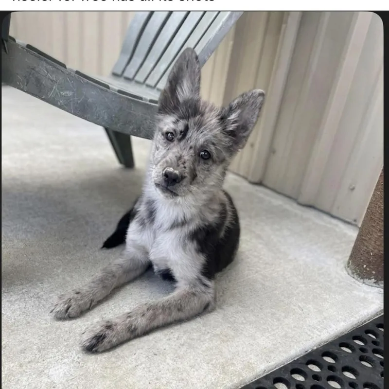 A baby medium-sized female Merle (Blue) Australian Cattle Dog / Blue Heeler dog named Luna for adoption in Reedley, CA