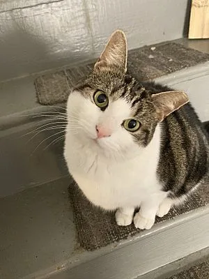 An adult medium-sized female Gray / Blue / Silver Domestic Short Hair cat named Sparkles for adoption in Claymont, DE