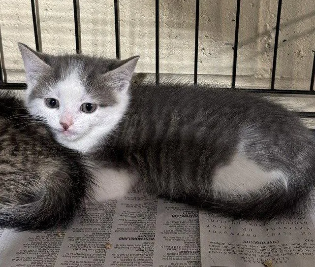 A young medium-sized male Gray & White Domestic Short Hair cat named Cameron for adoption in Apollo, PA