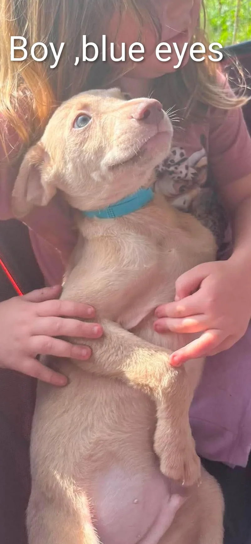 A young medium-sized male Labrador Retriever dog named Guava for adoption in Hampton, VA