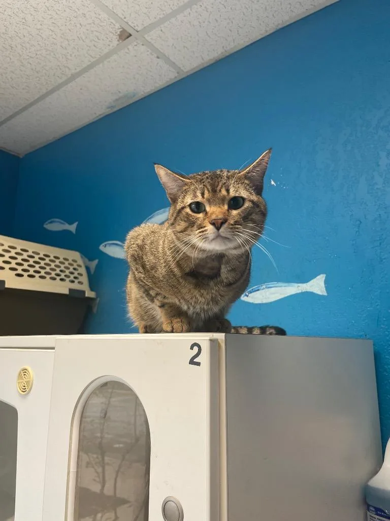 An adult large-sized male Domestic Short Hair cat named Simba for adoption in Fort Worth, TX