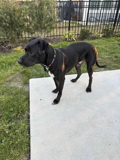 Silvermist thumbnail 2