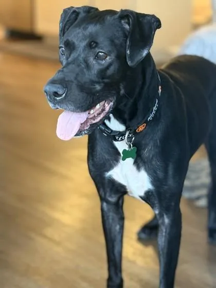 Silvermist thumbnail 3