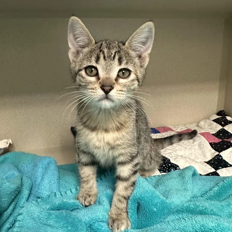 A baby small-sized female Brown / Chocolate Domestic Short Hair cat named Zane for adoption in Durango, CO