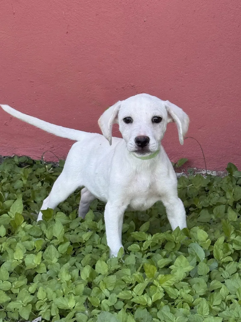 A baby medium-sized male Labrador Retriever dog named Brody for adoption in Willington, CT