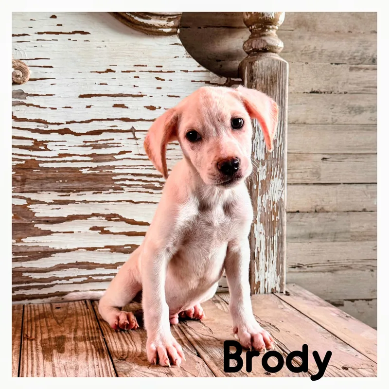Brody thumbnail 3