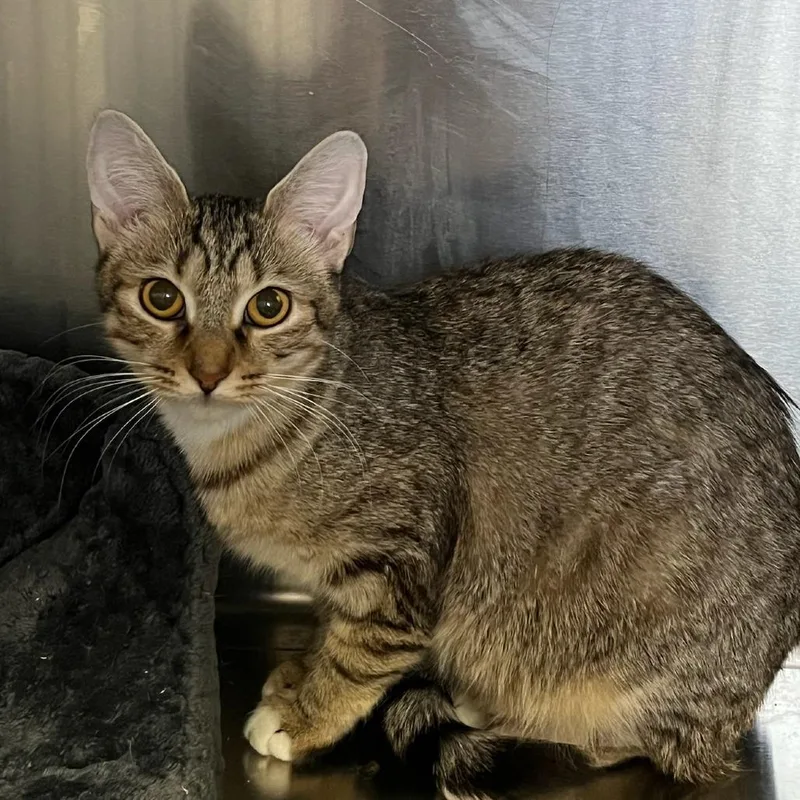 Francesca thumbnail 2