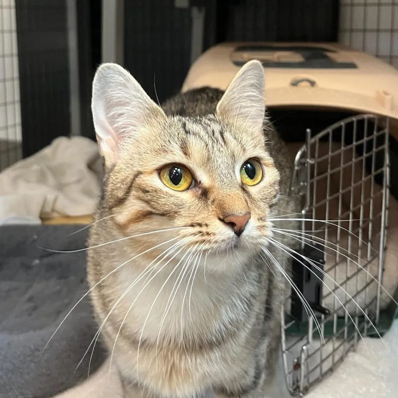 Francesca thumbnail 3