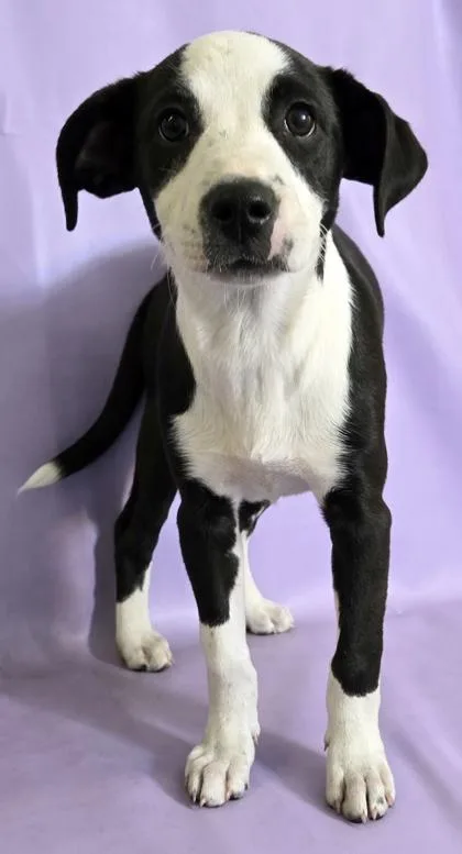 A baby medium-sized female Terrier dog named Panda for adoption in Morton Grove, IL