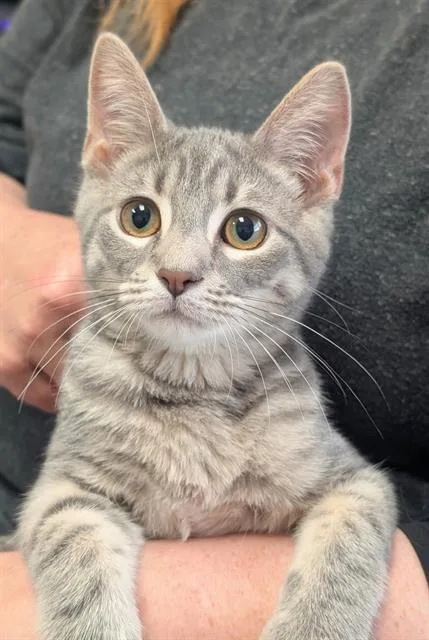 A baby medium-sized male Domestic Short Hair cat named Dave for adoption in Canfield, OH
