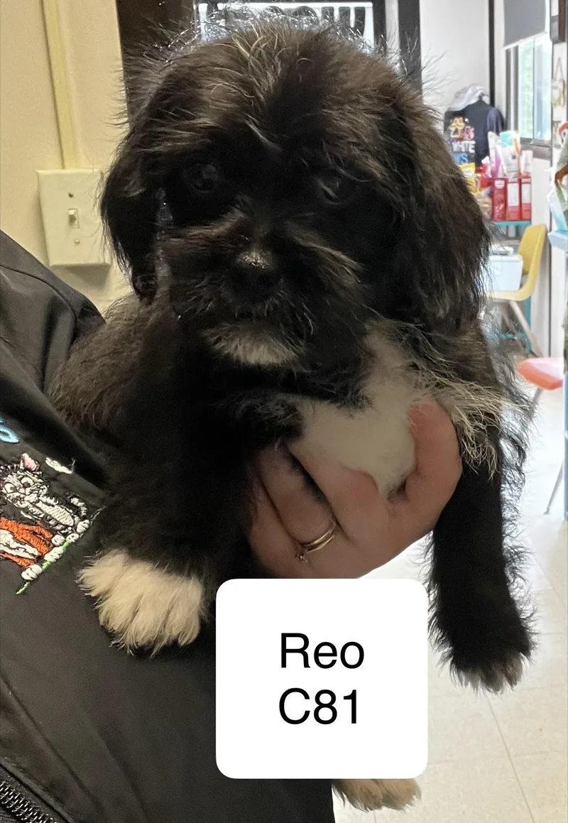 A baby small-sized male Black Shih Tzu dog named Reo for adoption in Morganton, NC