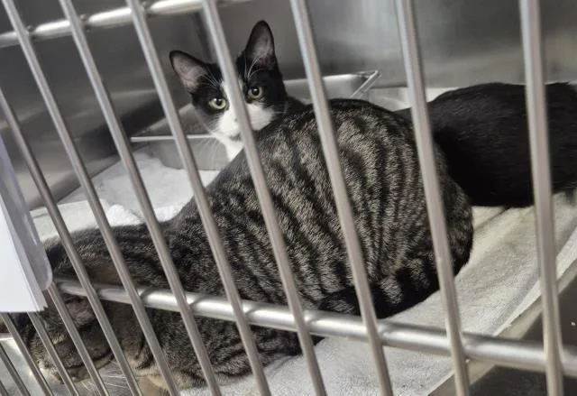 A young medium-sized male Domestic Short Hair cat named Oreo for adoption in Decatur, IL